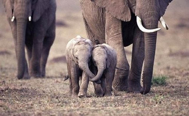 funny baby elephant 1 The 35 Cutest Baby Elephants You Will See Today