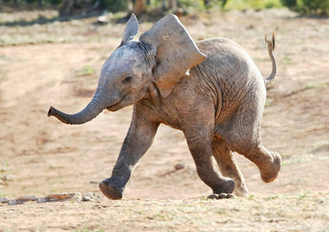 funny baby elephant 3 The 35 Cutest Baby Elephants You Will See Today
