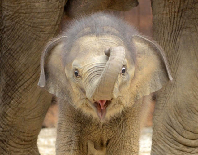 funny baby elephant 5 The 35 Cutest Baby Elephants You Will See Today
