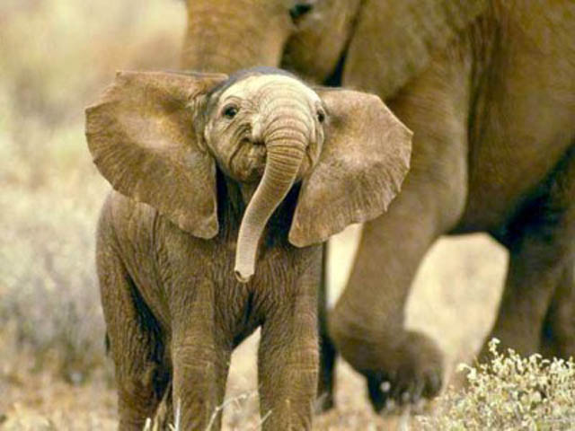 funny baby elephant 6 The 35 Cutest Baby Elephants You Will See Today