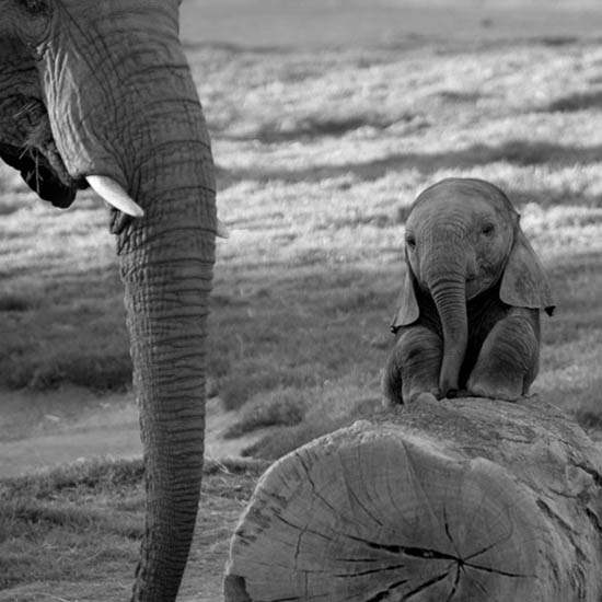 funny baby elephant 7 The 35 Cutest Baby Elephants You Will See Today