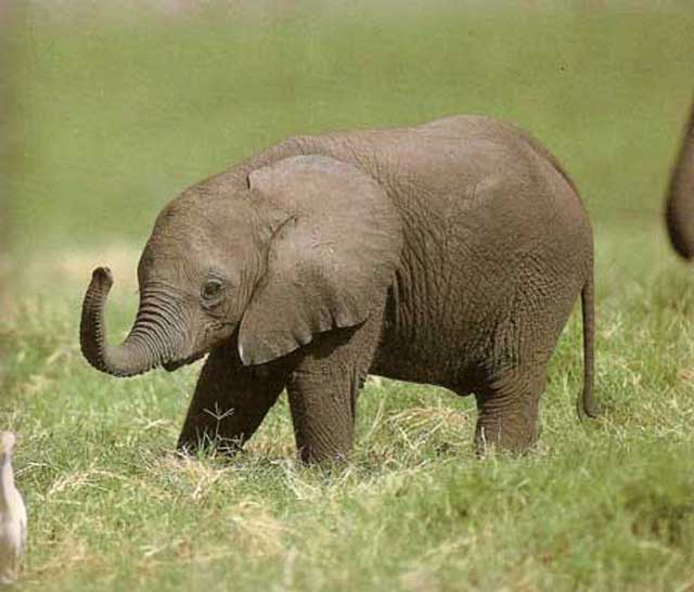 funny baby elephant 8 The 35 Cutest Baby Elephants You Will See Today