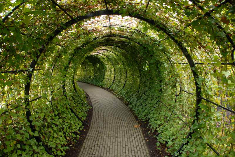 green ivy tunnel alnwick poison garden Picture of the Day: A Tunnel Made of Ivy