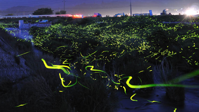 long exposure night photography gold fireflies japan 1 The Incredible Winter Light Festival in Japan