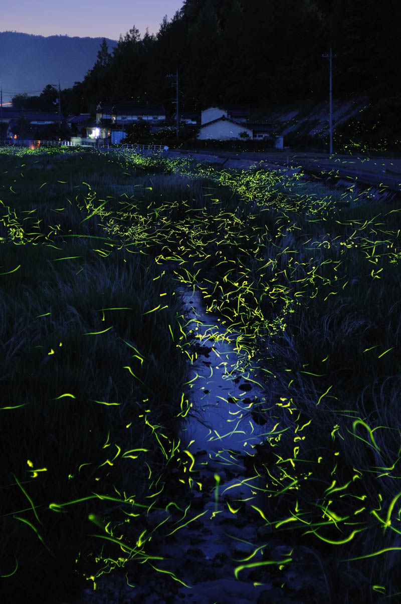 long exposure night photography gold fireflies japan 2 Beautiful Long Exposures of Fireflies at Night