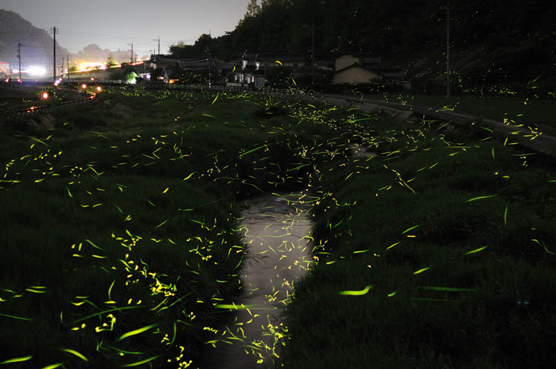 long exposure night photography gold fireflies japan 3 Beautiful Long Exposures of Fireflies at Night