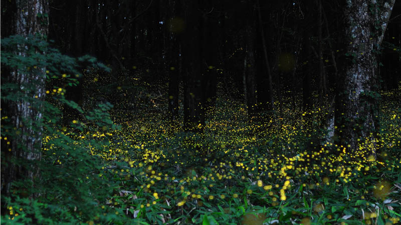 long exposure night photography gold fireflies japan 4 Beautiful Long Exposures of Fireflies at Night