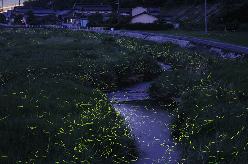 long exposure night photography gold fireflies japan 6 Beautiful Long Exposures of Fireflies at Night
