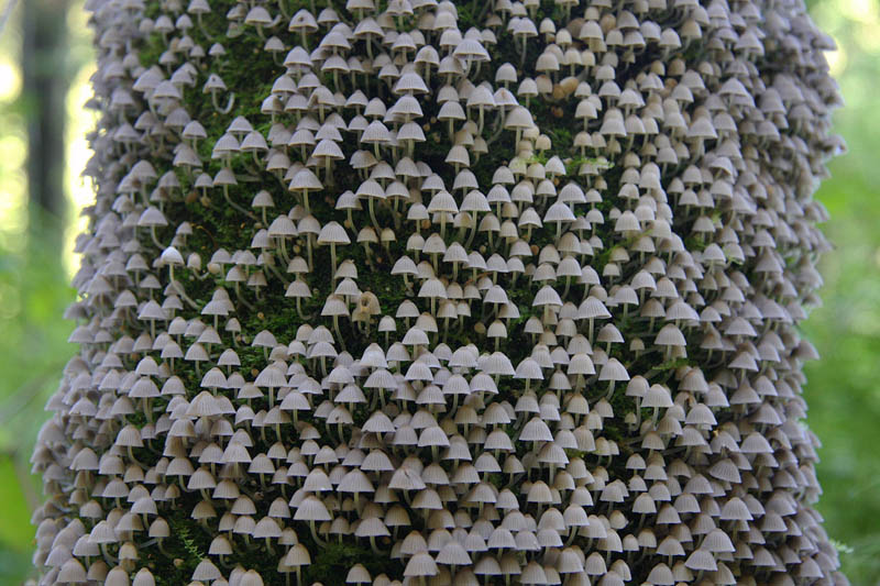 mushroom kingdom lots of mushroom fungi growing on a tree Picture of the Day: The Mushroom Kingdom
