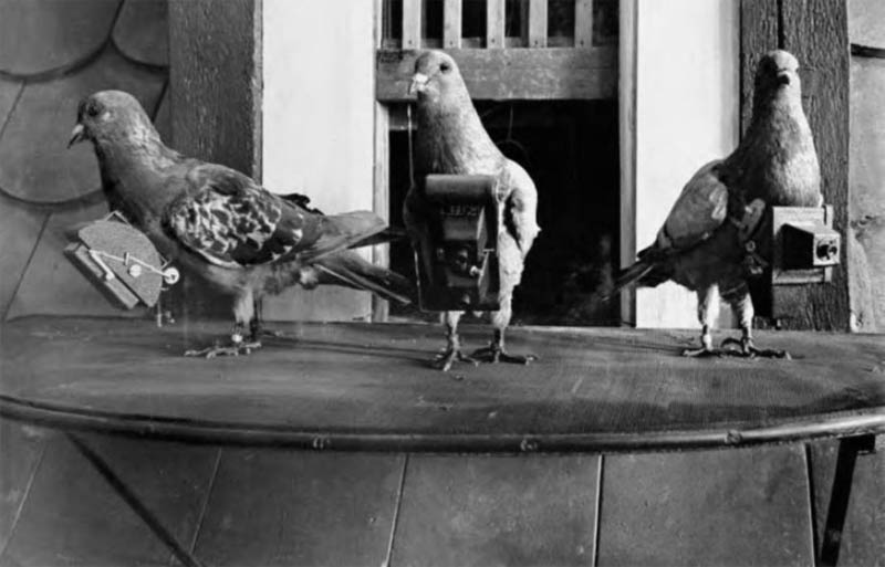 pigeon cameras aerial photography The History of Pigeon Camera Photography