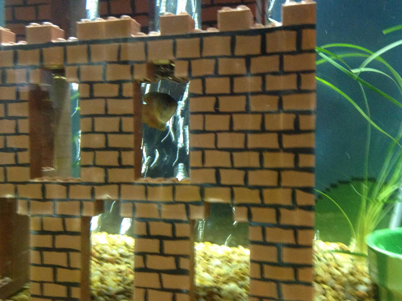 super mario fish tank aquarium 5 This Super Mario Fish Tank is Awesome