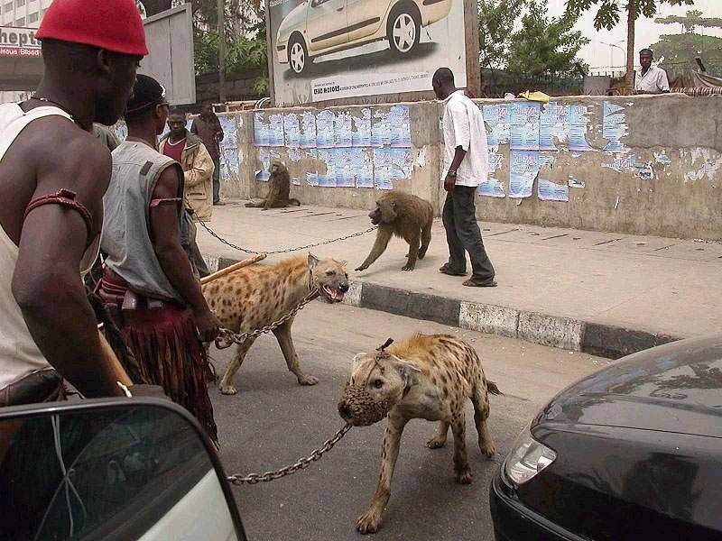 the hyena and other men pieter hugo 6 The Hyena Handlers of Nigeria