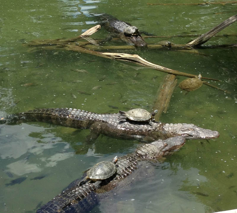 turtles riding sitting on top of alligators Picture of the Day: Photo Finish at the Alligator Grand Prix