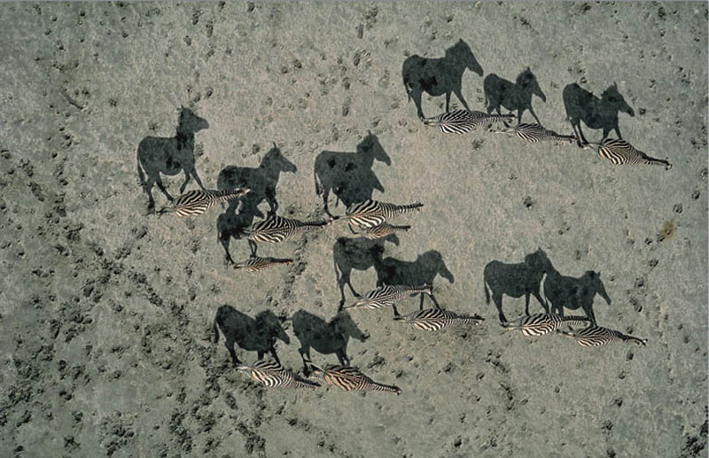 zebra shadows aerial from above national geographic Mind Blowing Shadow Art by Kumi Yamashita