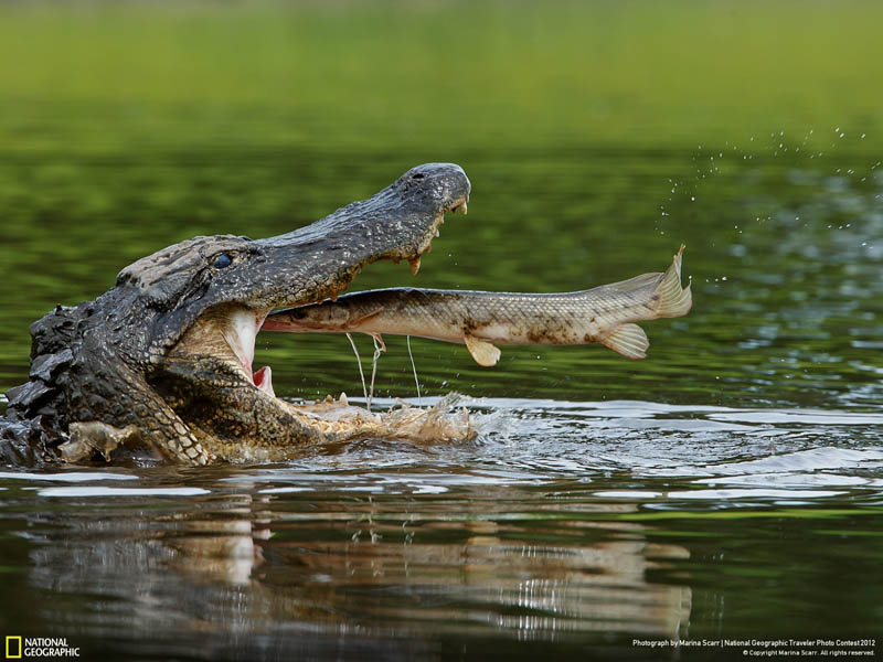 american alligator about to eat a florida gar fish perfectly timed shot before fish is eaten