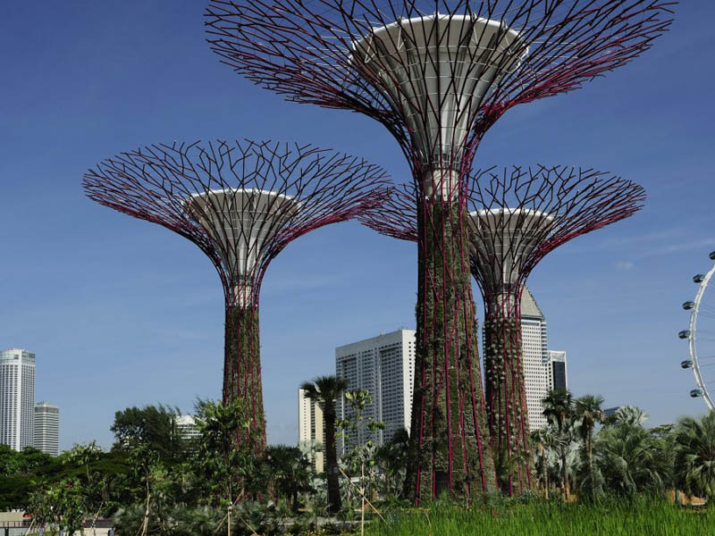 supertrees viewed from the ground