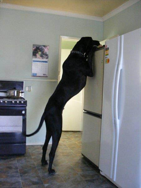 tallest dog in the world on hind legs reaching for treat on top of refrigerator