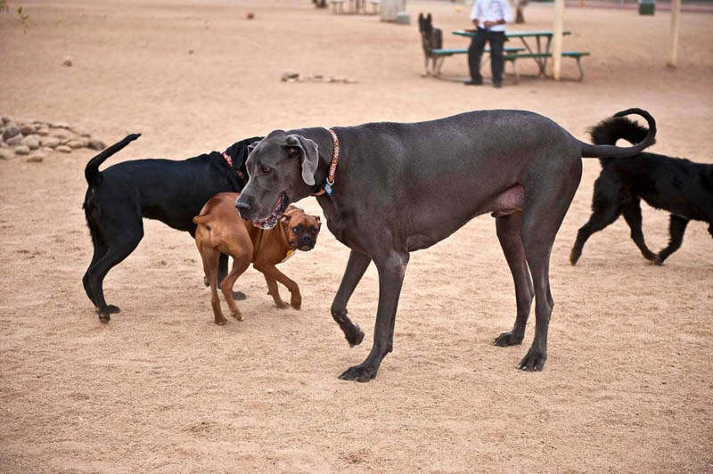 tallest dog in the world beside other dogs at the park