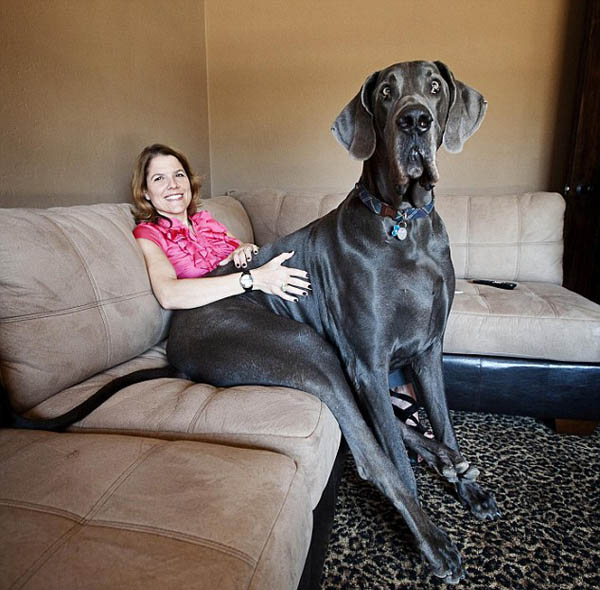 tallest dog in the world sitting next to owner