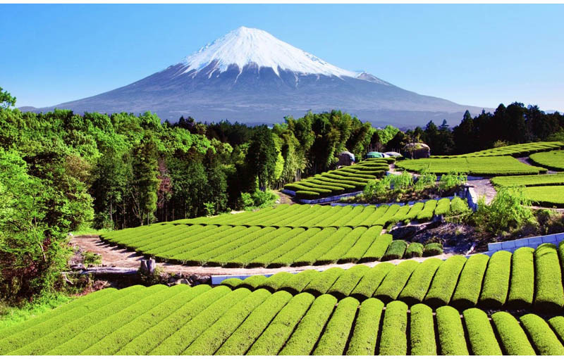 rolling fields of a japanese tea field near mount fuji in shizuoka japan