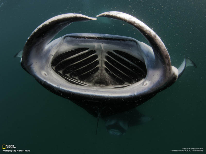 manta ray feeding mouth wide open maldives Picture of the Day: The Mouth of the Manta Ray
