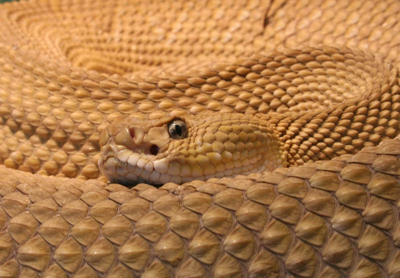 closeup of a coiled up mexican west coast rattlesnake incredible pattern in the snake scales
