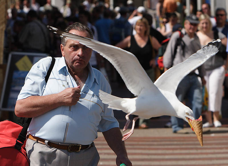 a seagull steals an ice cream cone from a man and flies away