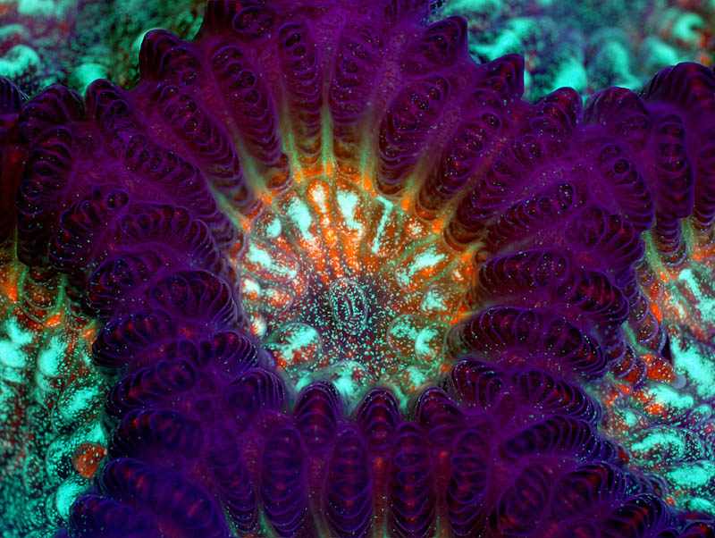 2011 5 nicholson coral brilliant 20 Award Winning Microscope Images