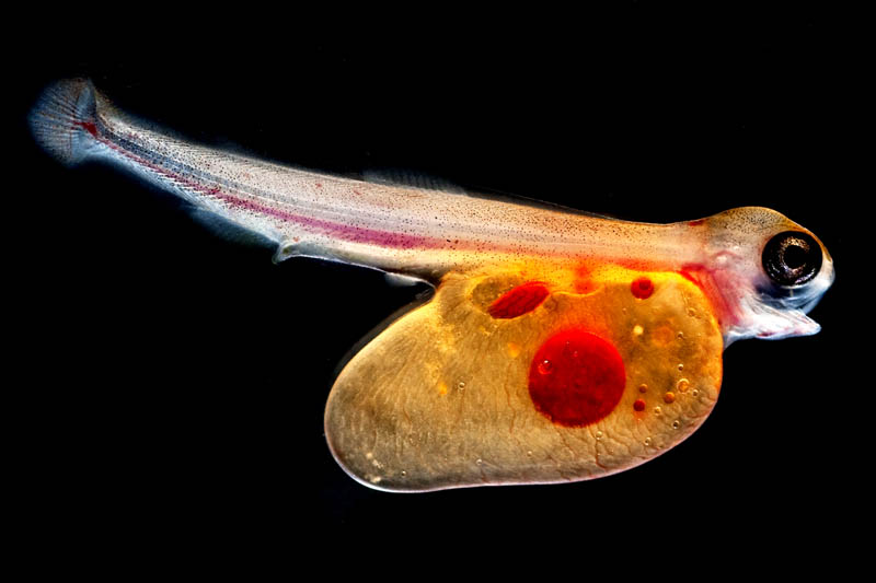 2011 hm berdan trout alevin 20 Award Winning Microscope Images