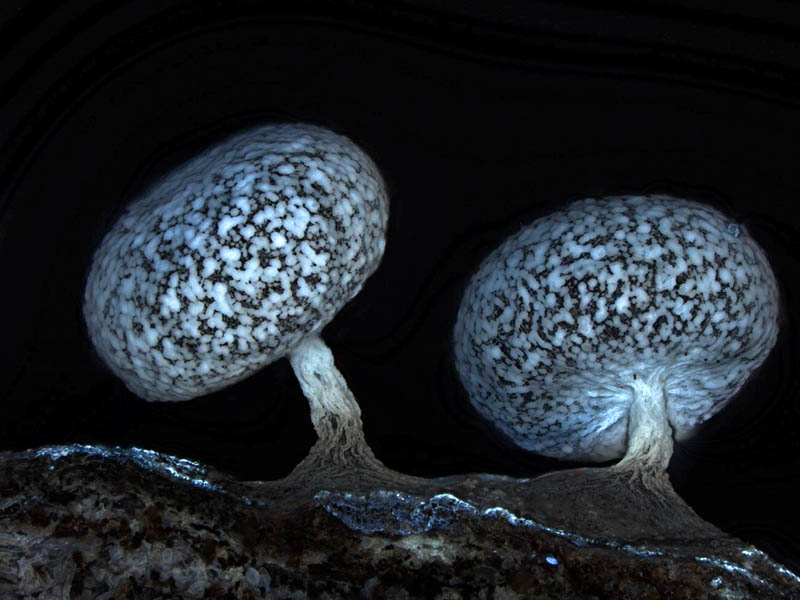 2011 hm matysek physarum leucophaeum 20 Award Winning Microscope Images