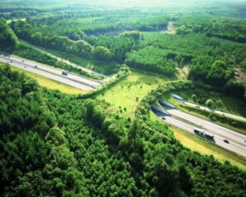 a50 netherlands animal bridge wildlife crossing overpass 12 Amazing Animal Bridges Around the World