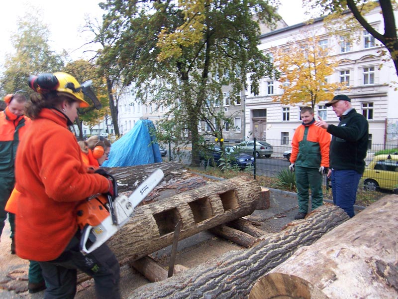 tree trunks turned into bookcases for public use in berlin germany