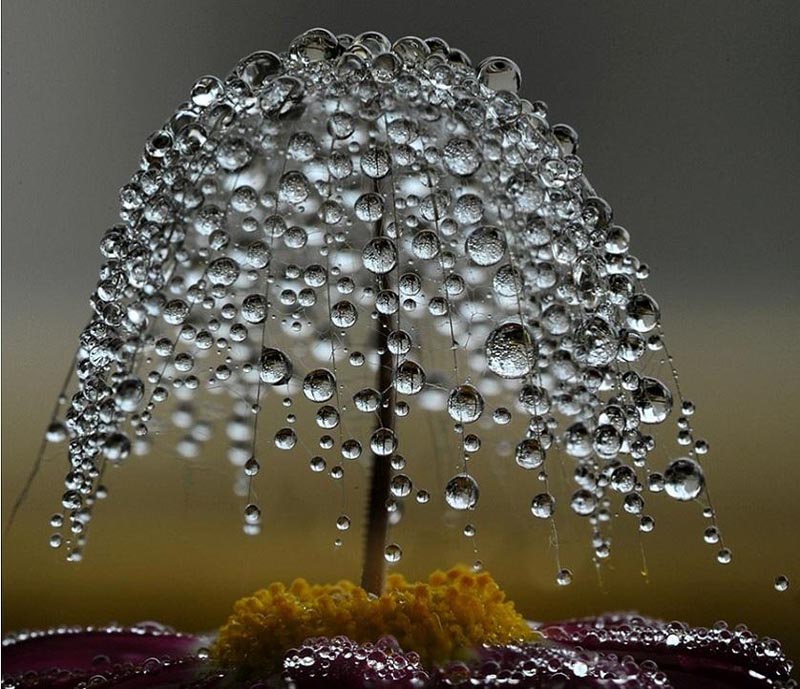 dewdrops on a flower pistil look like a miniature tree when shot close up