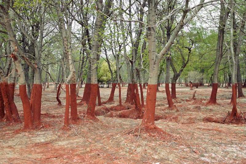 perfect sludge line on trees from aluminium toxic spill Picture of the Day: The Thick Red Line