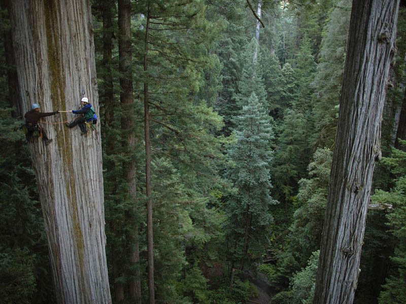 two scientists scale a giant redwood tree