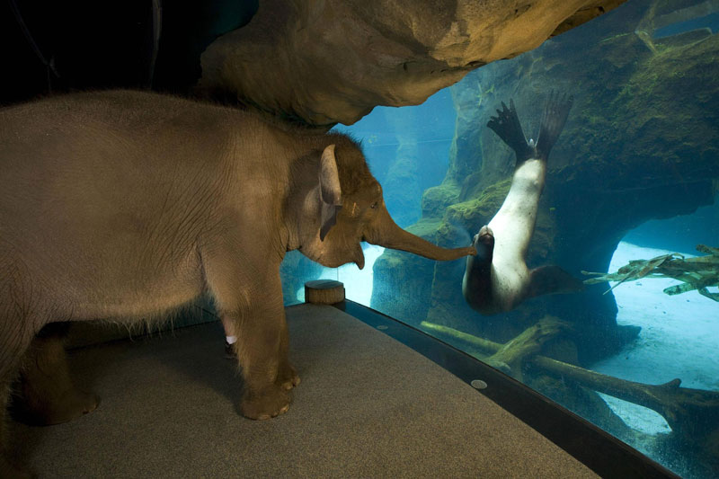 an elephant meets a sea lion The Top 75 Pictures of the Day for 2012