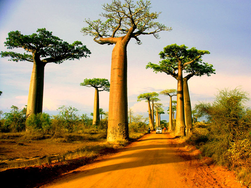 avenue of the baobabs morondova madagascar Picture of the Day: Avenue of the Baobabs