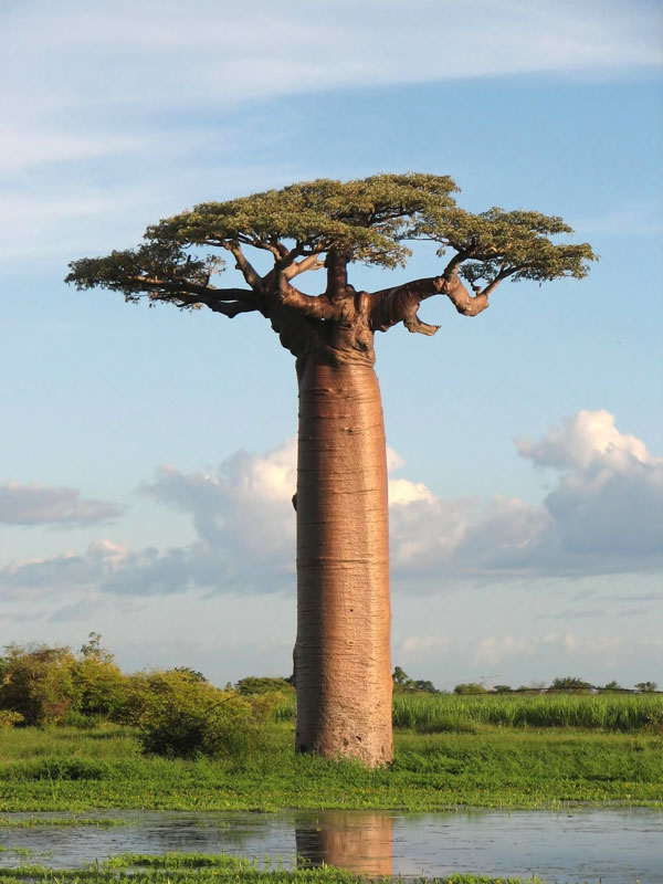 baobab tree near morondava madagascar The 2011 Wikimedia Commons Pictures of the Year