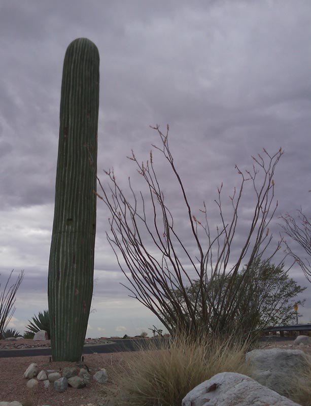 cell phone tower disguised as a cactus 2 25 Cell Phone Towers Disguised to Look Like Something Else
