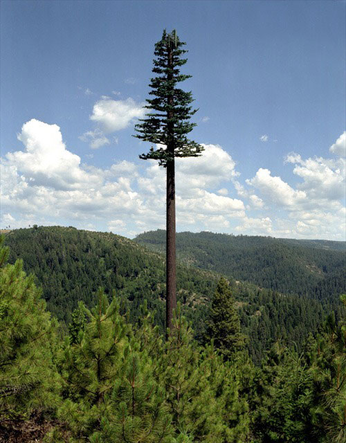 cell phone tower disguised as a tree 1 25 Cell Phone Towers Disguised to Look Like Something Else