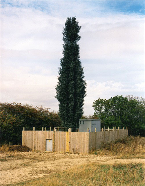 cell phone tower disguised as a tree 2 25 Cell Phone Towers Disguised to Look Like Something Else