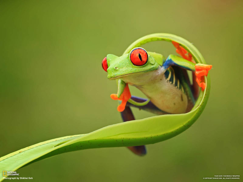 colorful frog on a curled leaf Picture of the Day: This Frog is Fabulous