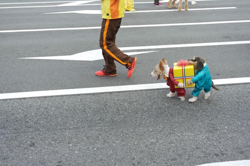 dog costume two dogs carrying a present The Shirk Report   Volume 174
