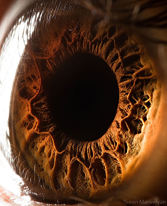 extreme close up of human eye macro suren manvelyan 17 Gigantic Human Organs Made from Glass