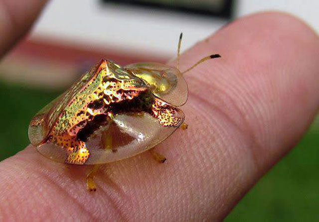 golden tortoise beetle mating 2 The Worlds Most Colorful Duck