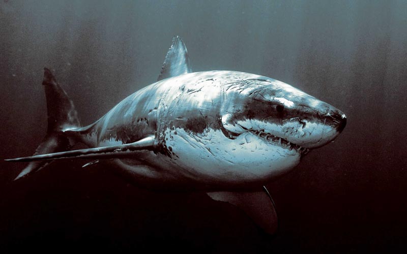 mean looking great white shark with scars and battle wounds