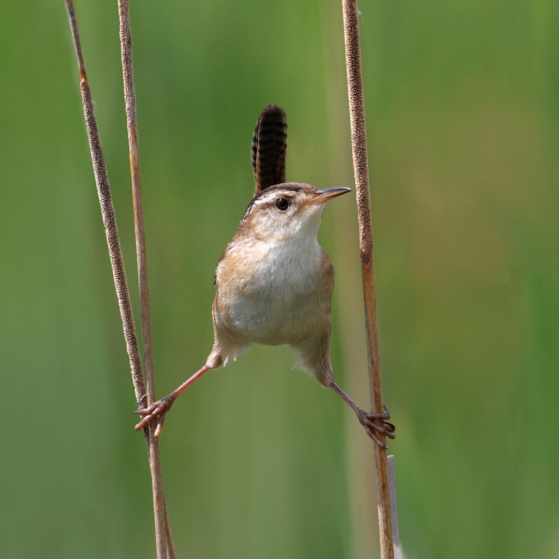 marsh wren in quebec canada The 2011 Wikimedia Commons Pictures of the Year