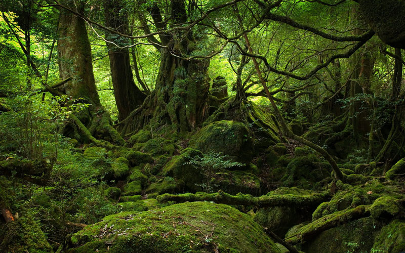 moss covered forest of yakushima island japan 1 Picture of the Day: The Moss Covered Forest of Yakushima