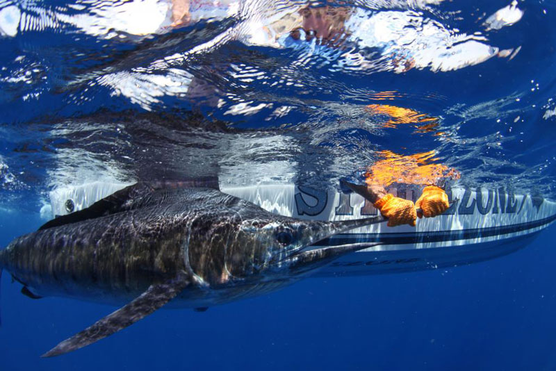 underwater photos of mako shark attacking marlin 1 Rare Underwater Photos of a Shark Attacking a Marlin