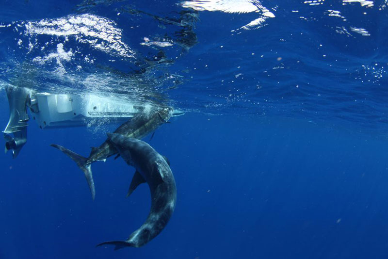 underwater photos of mako shark attacking marlin 3 How Diving Seabirds Hunt Fish